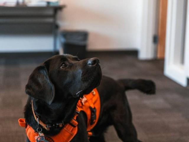 Cedar, a black lab in an orange vest